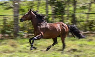 caballo pura sangre.jpg